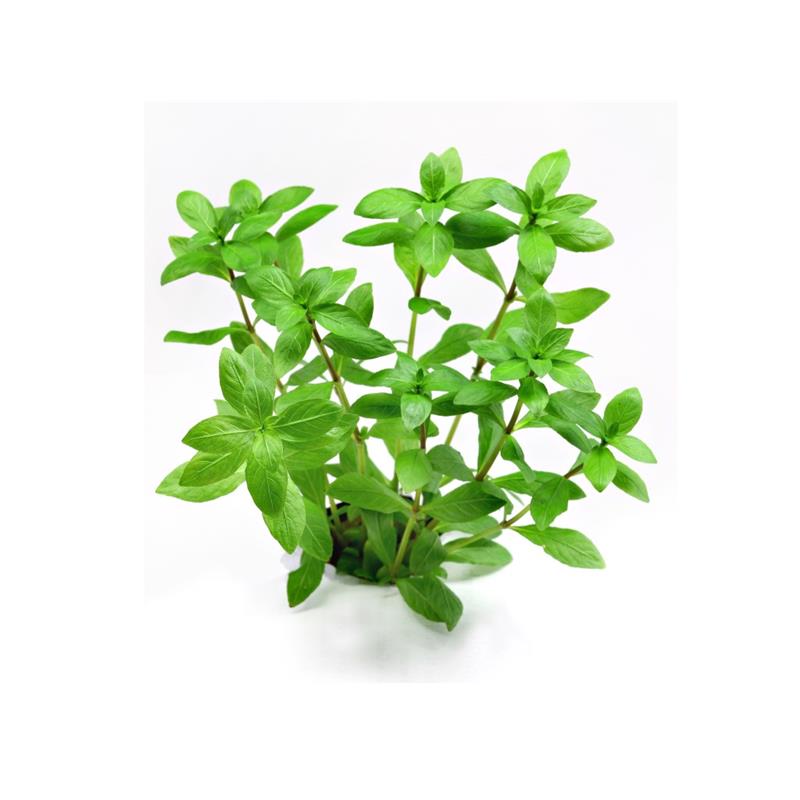 Dennerle Hygrophila polysperma - imagine 5